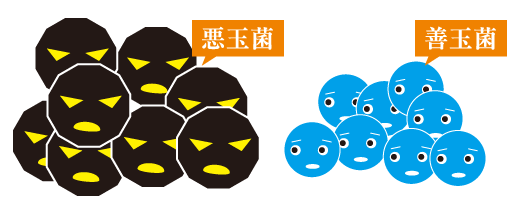 善玉菌と悪玉菌の戦い
