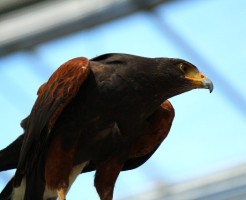 野生の鷹